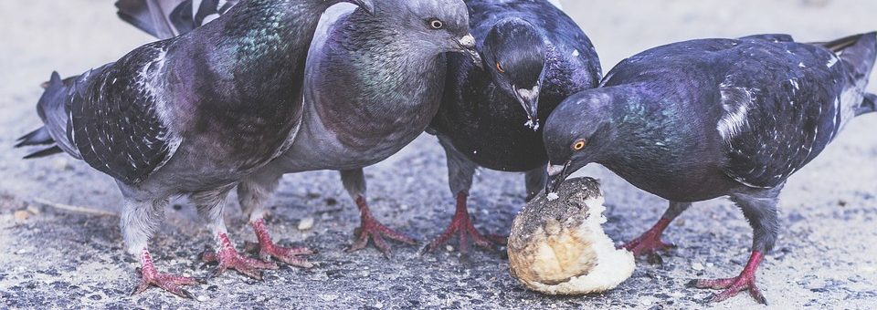 Tauben beim Essen eines Brötchens.