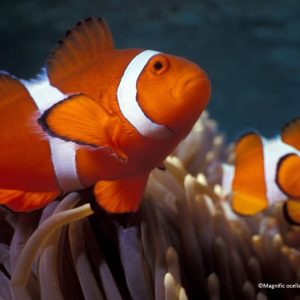 Tag der Fische – Stumm wie ein Fisch hat man keine Lobby