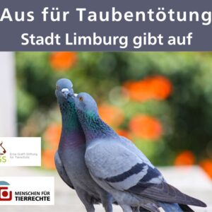 Stadt Limburg gibt auf: Tauben sollen nicht mehr getötet werden